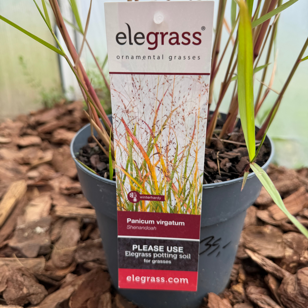 Proso rózgowate 'Shenandoah' (Panicum virgatum)
