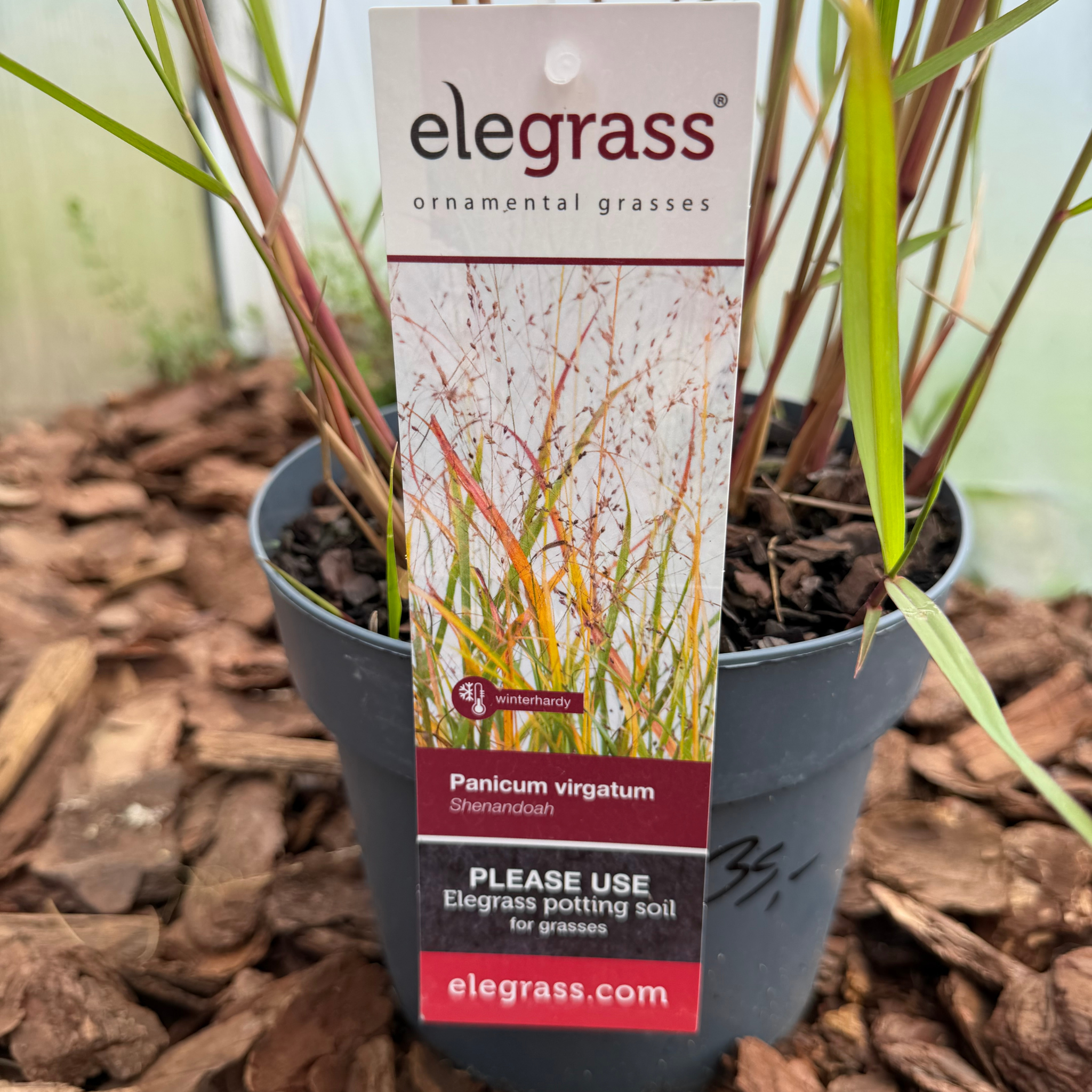 Proso rózgowate 'Shenandoah' (Panicum virgatum)