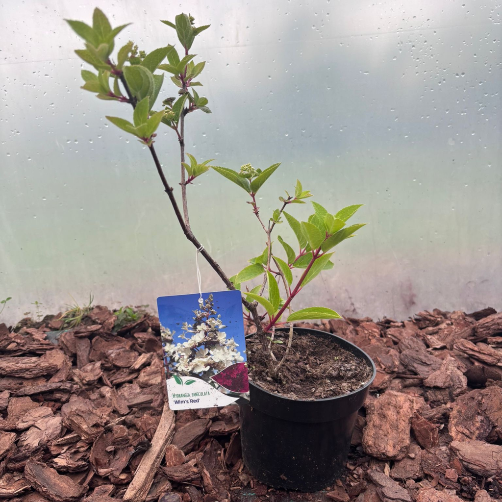 Hortensja Bukietowa Wim's Red® (Hydrangea paniculata)