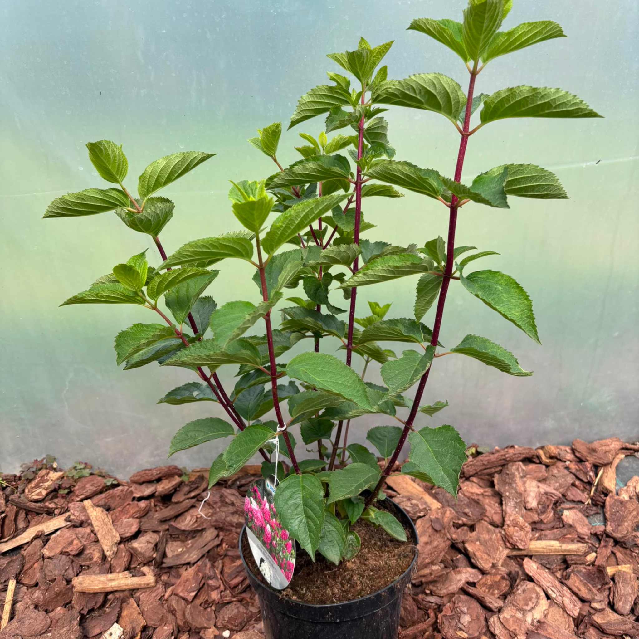 Hortensja bukietowa 'Fraise Melba' (Hydrangea paniculata)