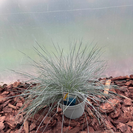 Kostrzewa Sina 'Intense Blue' Festuca glauca Intense Blue