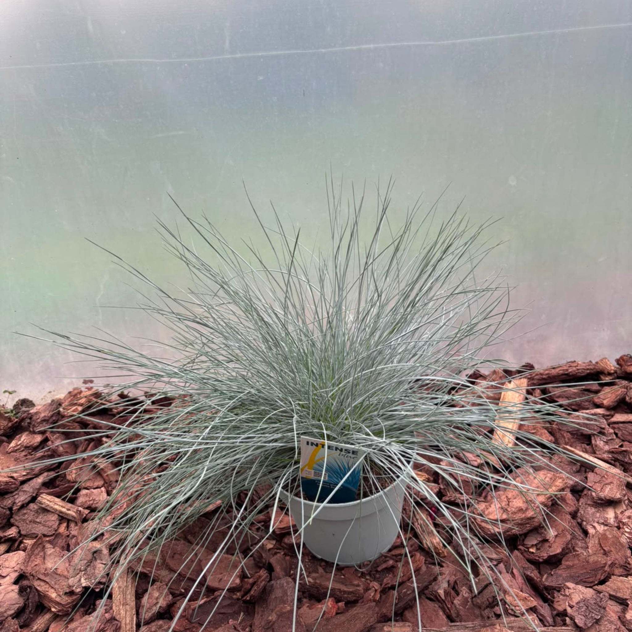 Kostrzewa Sina 'Intense Blue' Festuca glauca Intense Blue