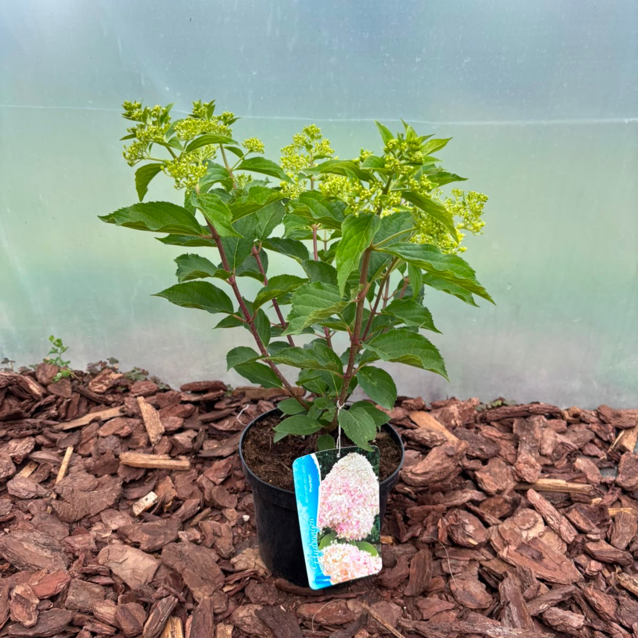 Hortensja bukietowa 'Phantom' (Hydrangea paniculata)