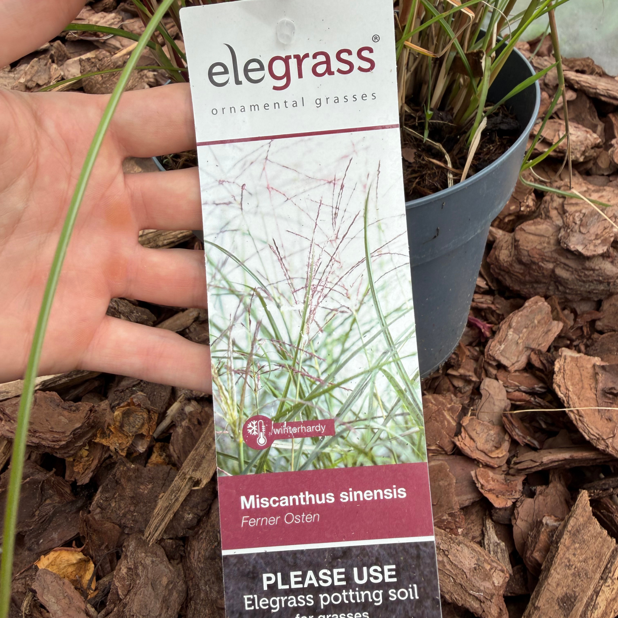 Miskant chiński 'Ferner Osten' (Miscanthus sinensis)