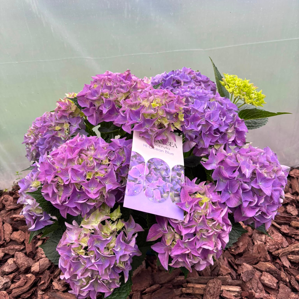 Hortensja Ogrodowa Hi Ocean Blue Hydrangea macrophylla