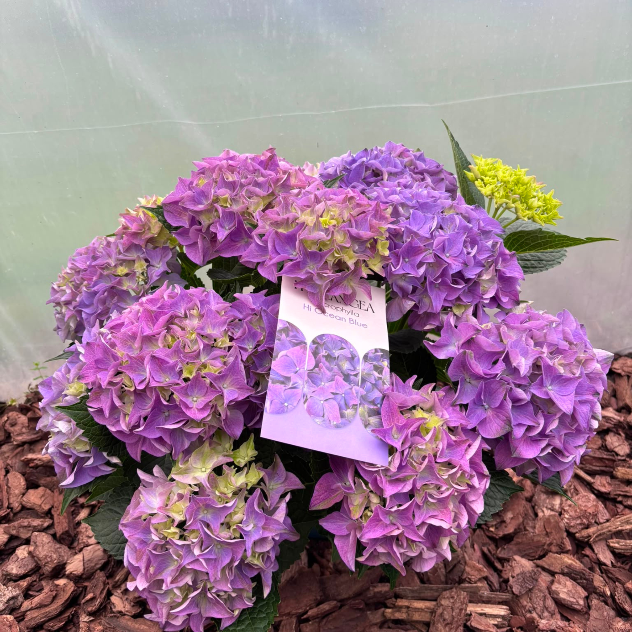 Hortensja Ogrodowa Hi Ocean Blue Hydrangea macrophylla
