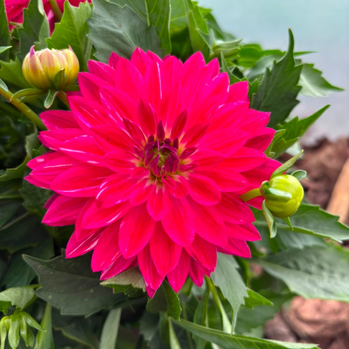 Dalia Karłowa Dahlia