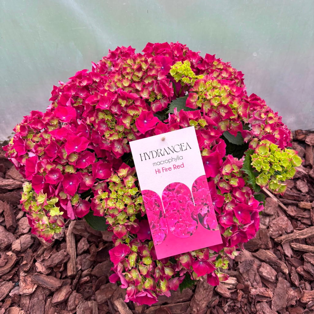 Hortensja HI FIRE RED Hydrangea macrophylla