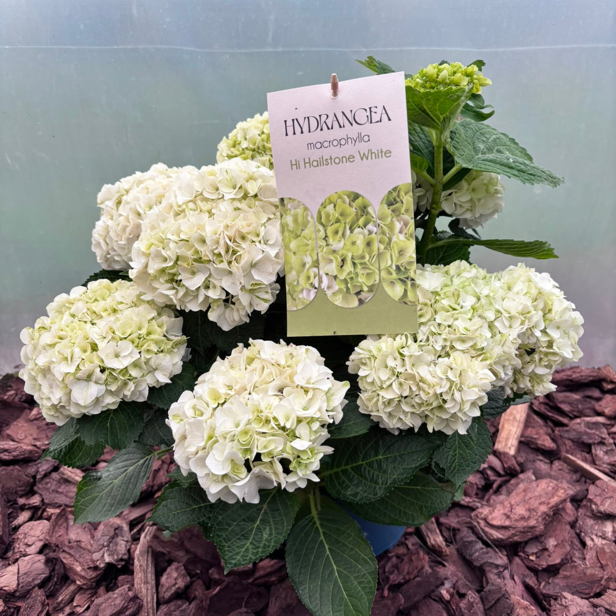 Hortensja Ogrodowa HI HAILSTONE WHITE Hydrangea macrophylla