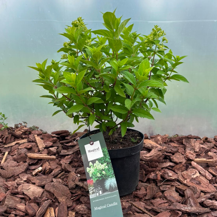 Hortensja bukietowa 'Magical Candle' (Hydrangea paniculata)