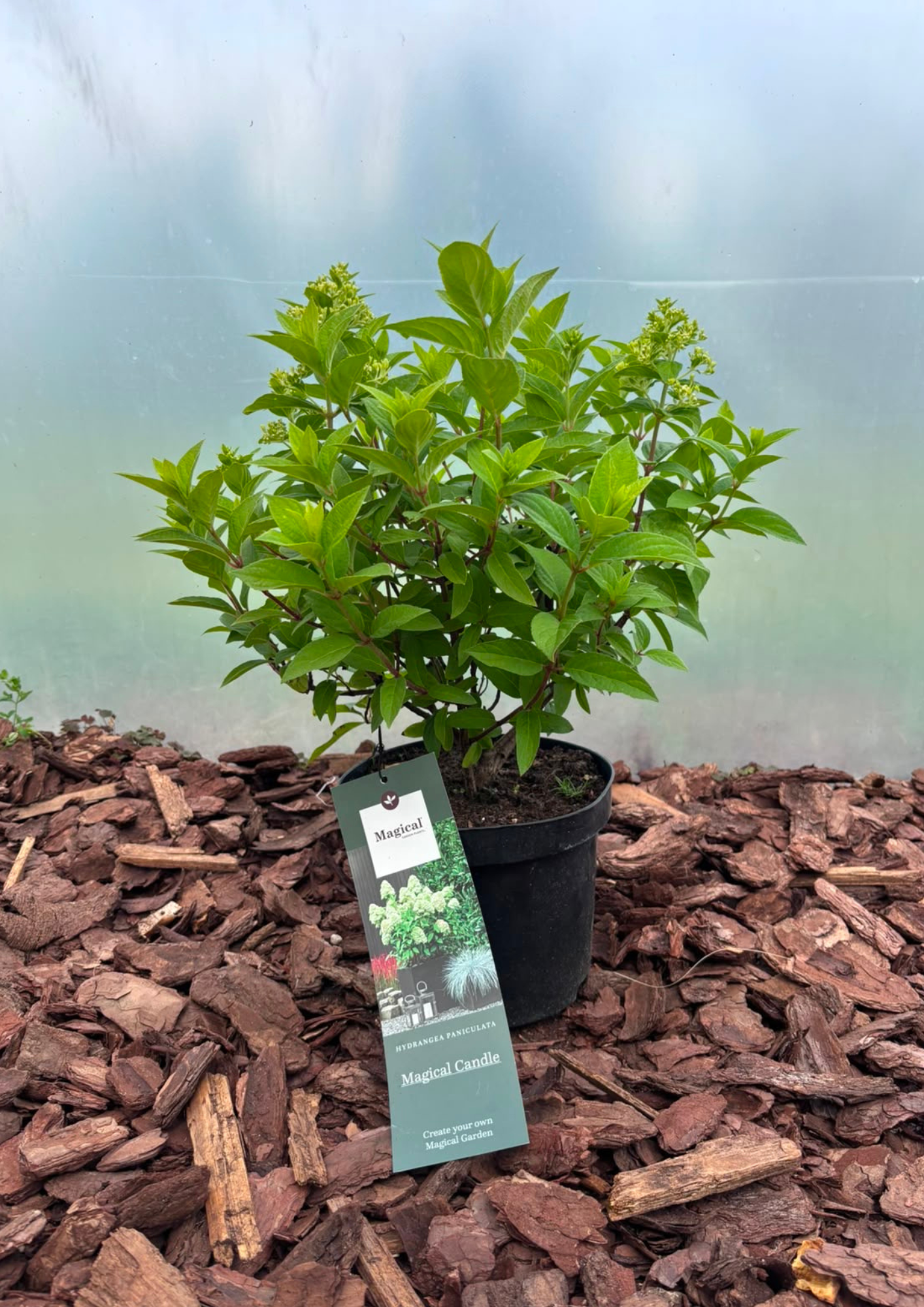 Hortensja bukietowa 'Magical Candle' (Hydrangea paniculata)