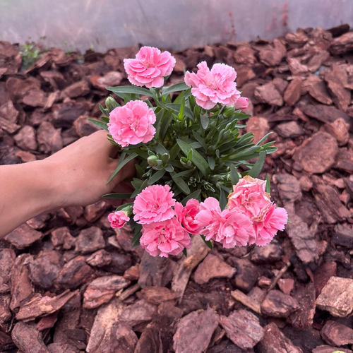 Goździk Wieloletni Dianthus