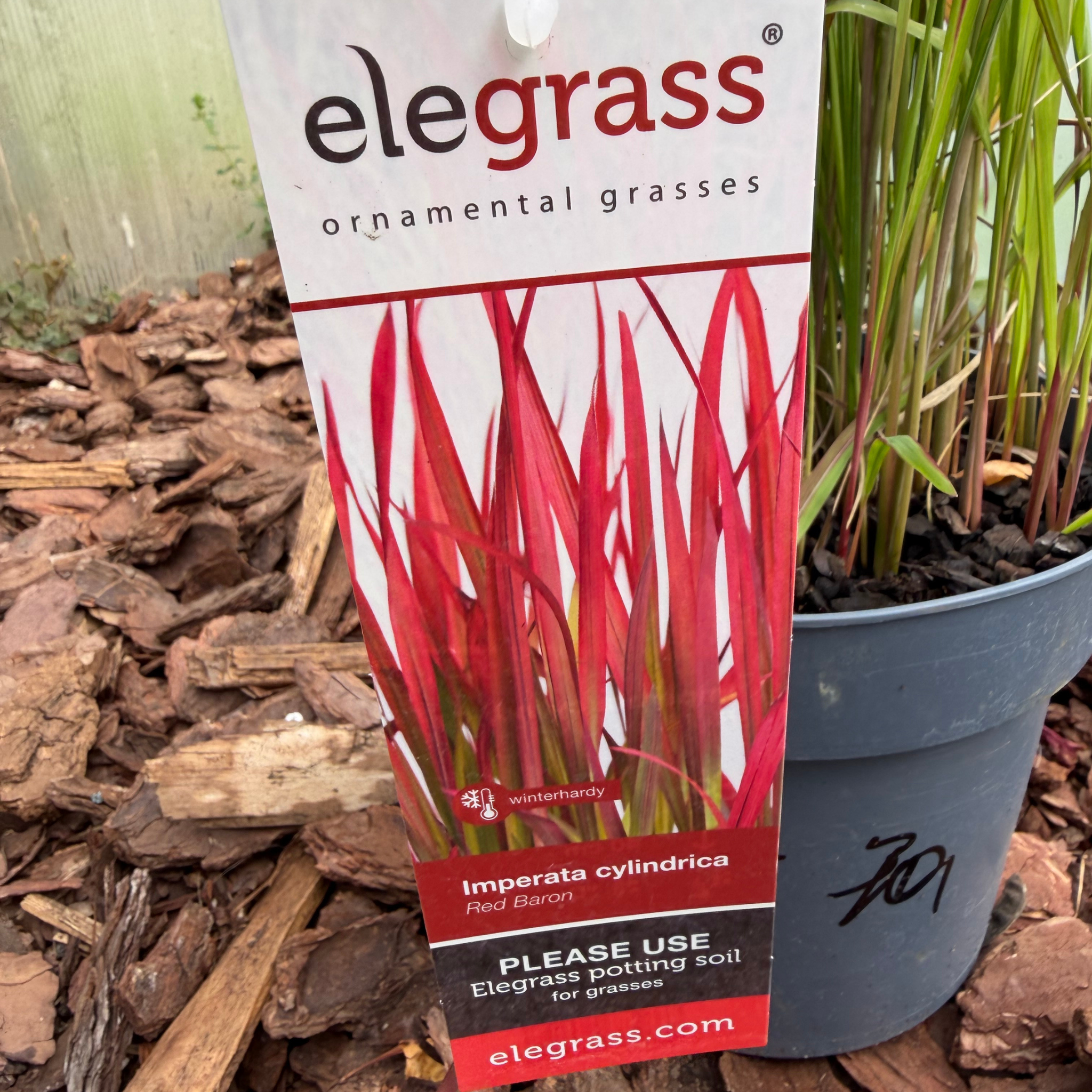 Imperata cylindryczna 'Red Baron' (Imperata cylindrica
