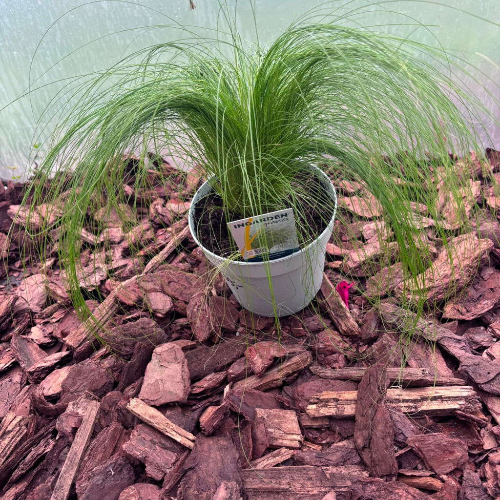 Trawa Ozdobna Pony Tails Stipa tenuifolia
