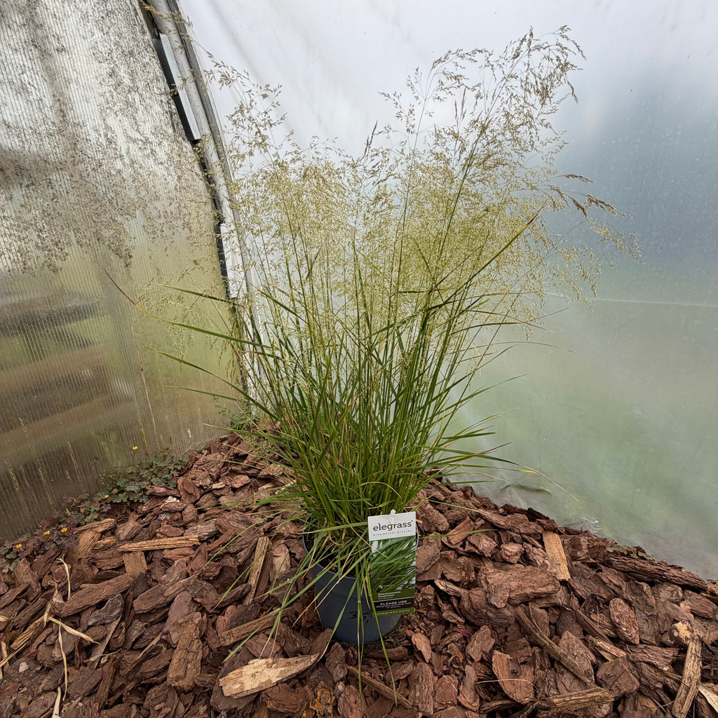 Śmiałek darniowy 'Goldschleier' (Deschampsia cespitosa)