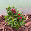 Goździk Brodaty Mix Kolorów Dianthus barbatus