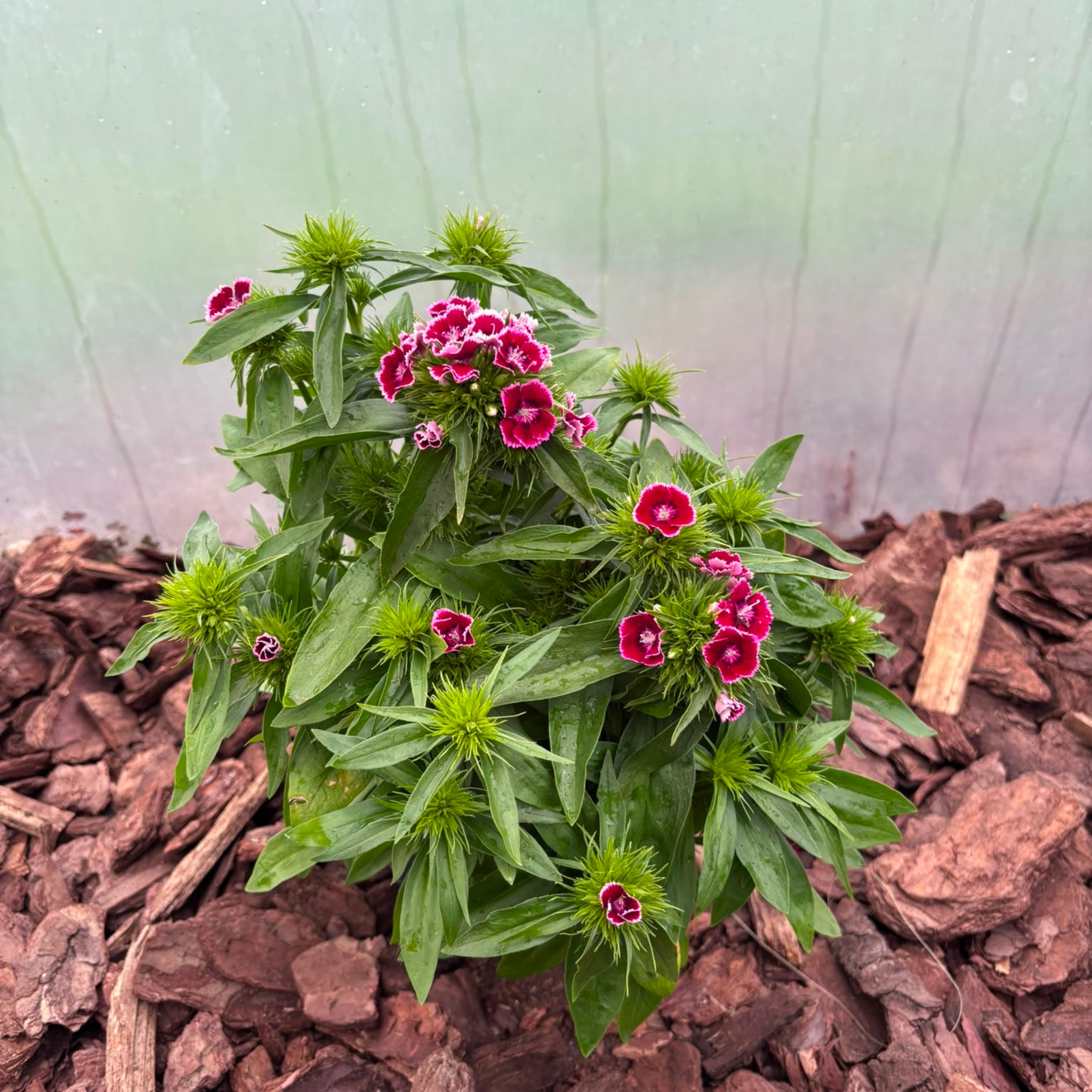 Goździk Brodaty Mix Kolorów Dianthus barbatus