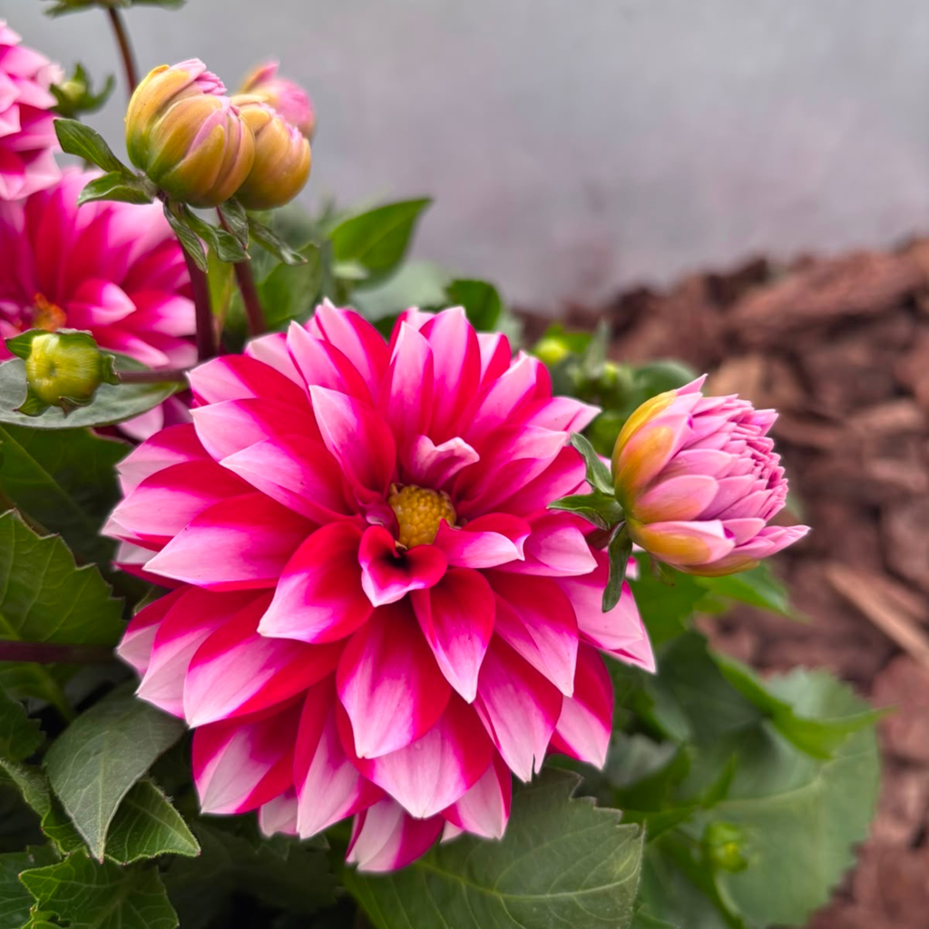 Dalia Karłowa Dahlia
