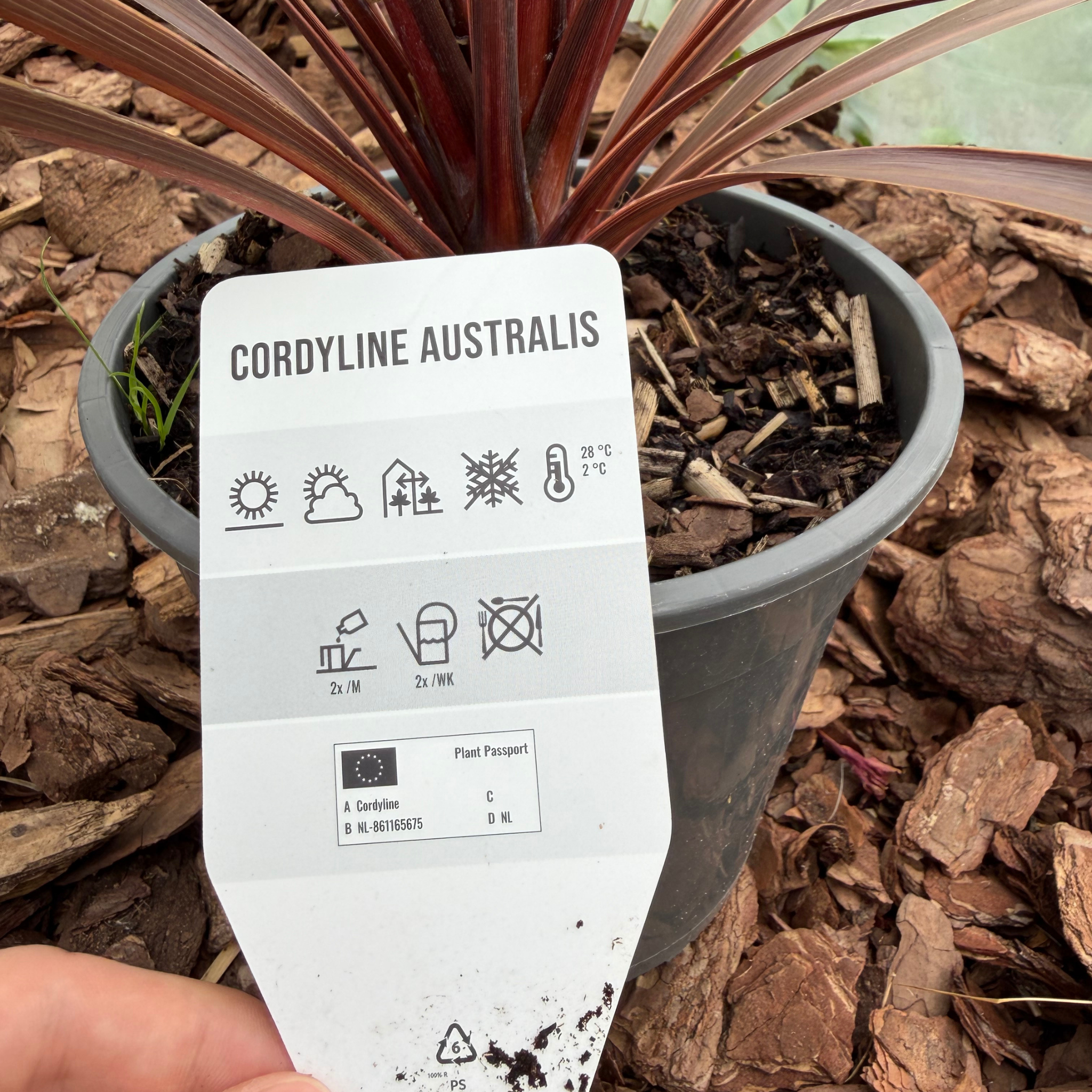 Kordylina australijska (Cordyline australis)