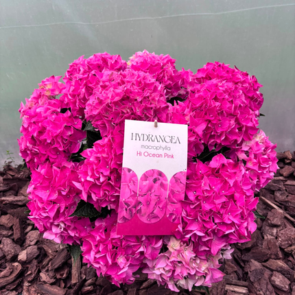 Hortensja Ogrodowa Hi Ocean Pink Hydrangea macrophylla