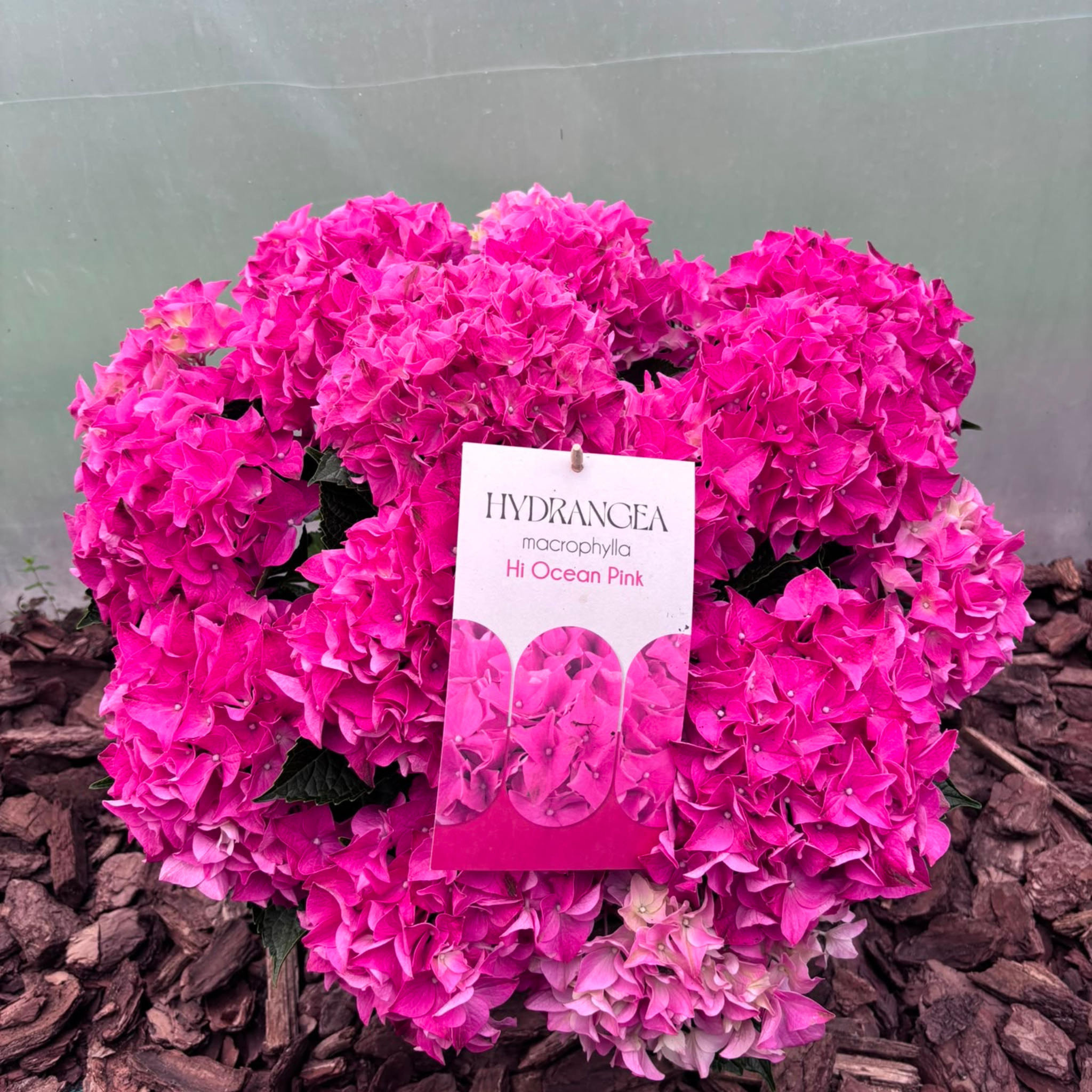 Hortensja Ogrodowa Hi Ocean Pink Hydrangea macrophylla