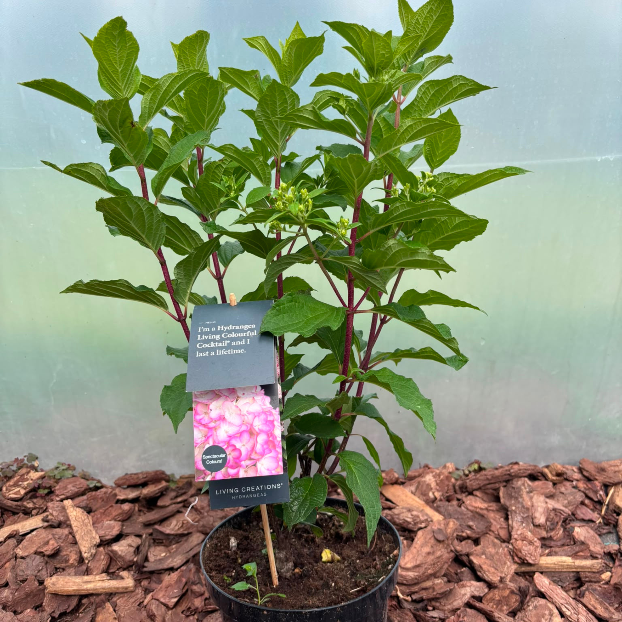 Hortensja bukietowa Living Colourful Cocktail® (Hydrangea paniculata)