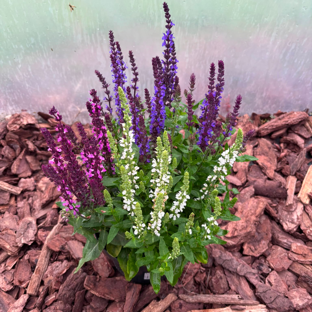 Szałwia Trzykolorowa Salvia nemorosa