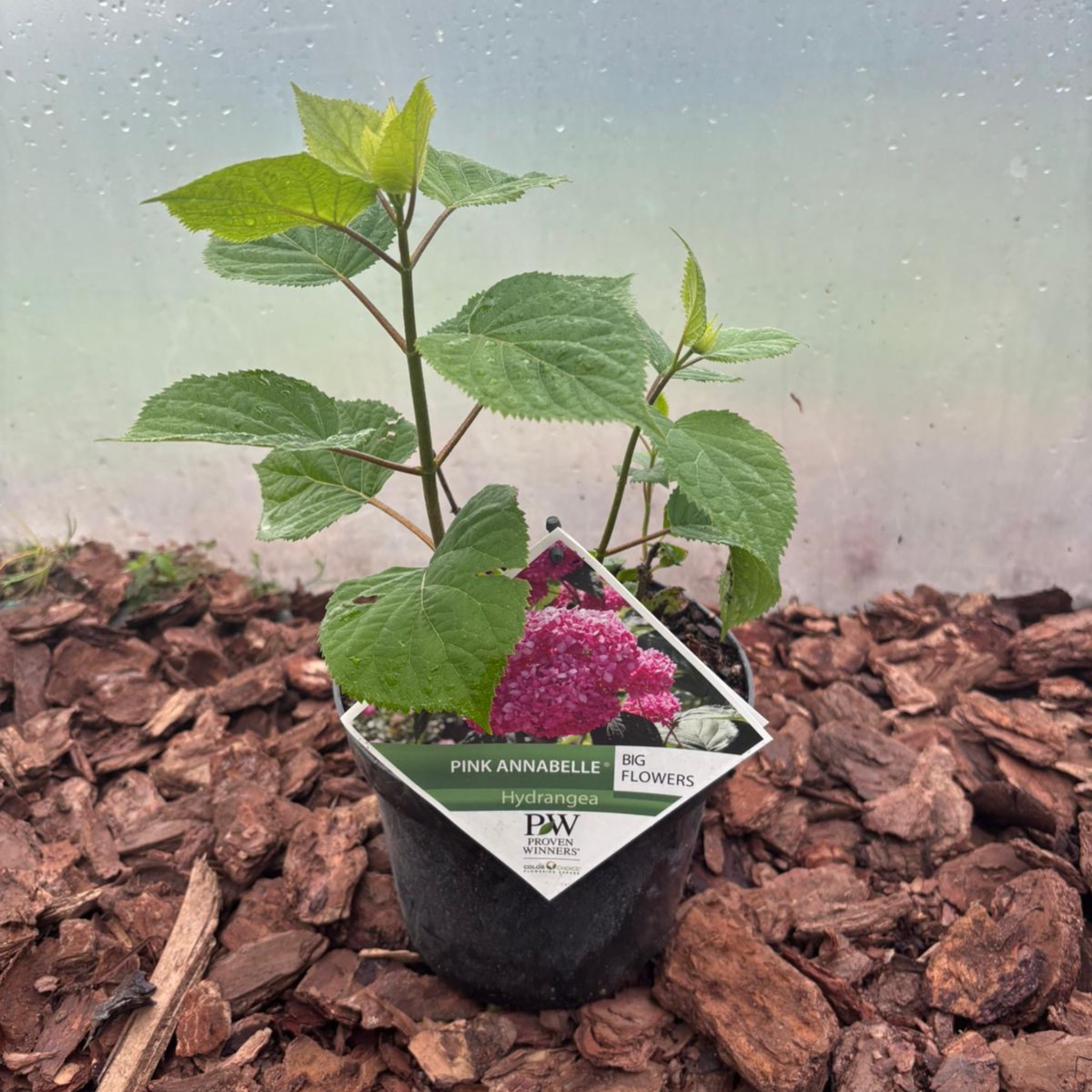 Hortensja Pink Annabelle®  Różowa Hortensja o Ogromnych Kwiatach