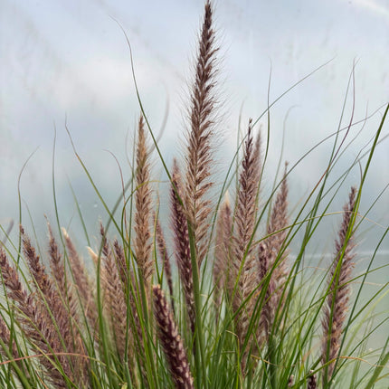 Rozplenica  ‘Winterbreeze’ 🌾