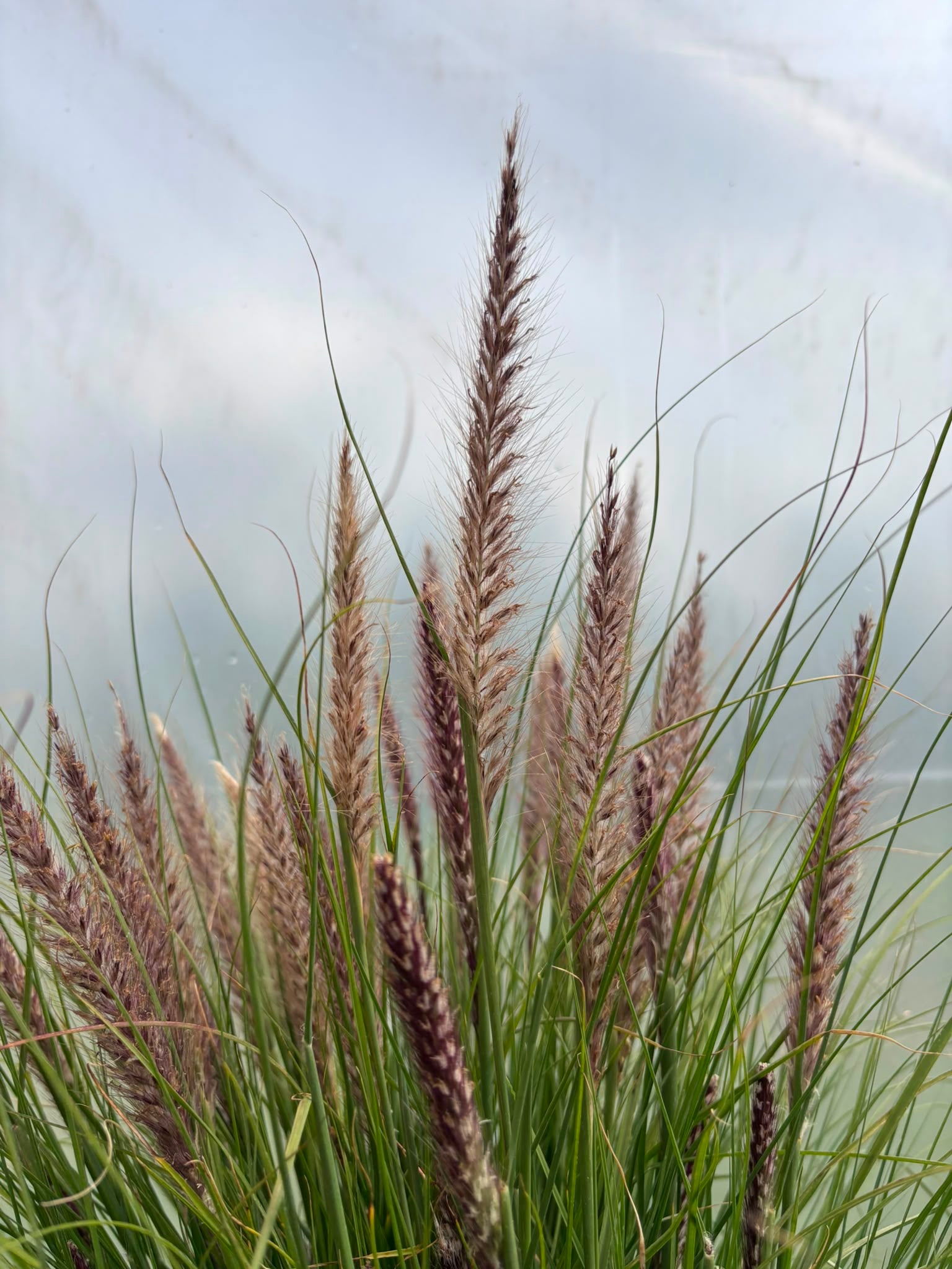 Rozplenica  ‘Winterbreeze’ 🌾