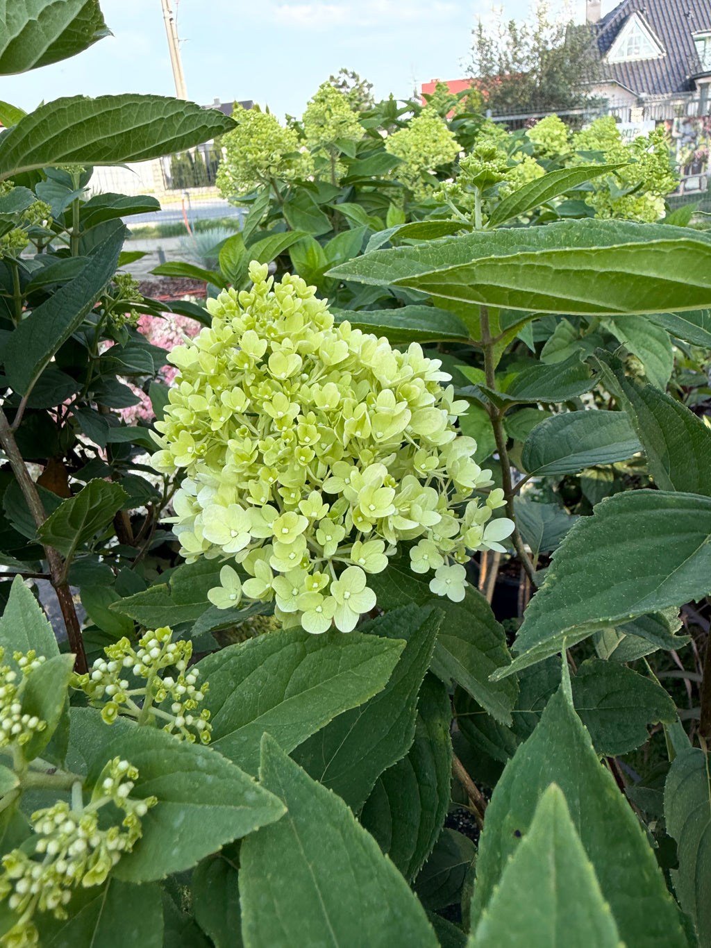 Hortensja bukietowa Magical Candle® na pniu 165 cm | Hydrangea paniculata