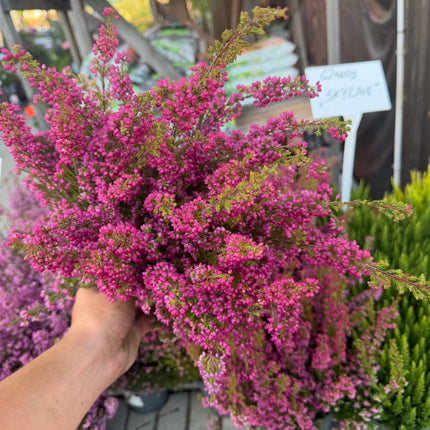 Wrzosiec Erica gracilis kolorowa jesienna dekoracja