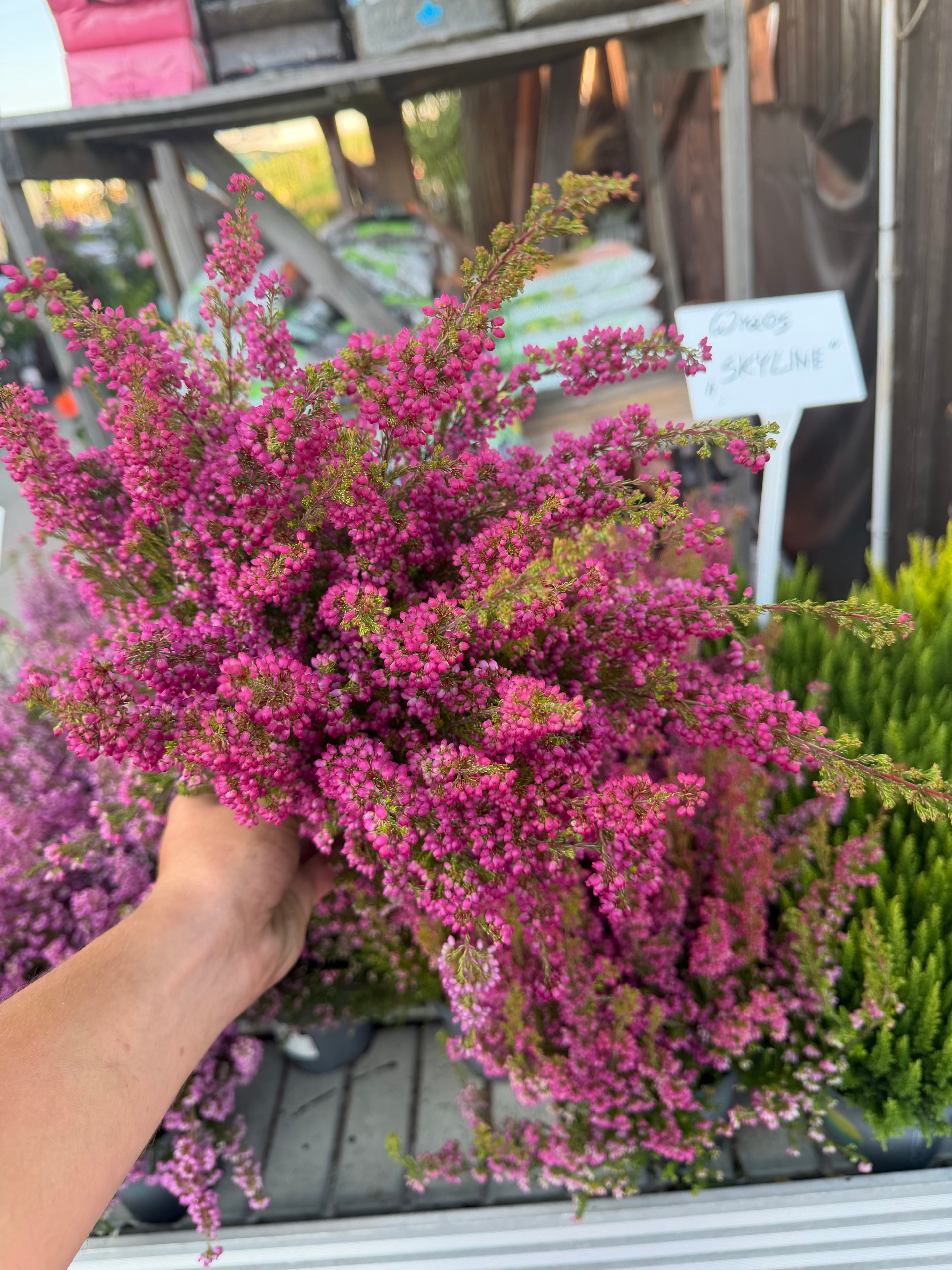 Wrzosiec Erica gracilis kolorowa jesienna dekoracja