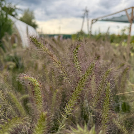 Rozplenica japońska ‘Hameln’ Pennisetum alopecuroides, trawa z puszystymi kłosami