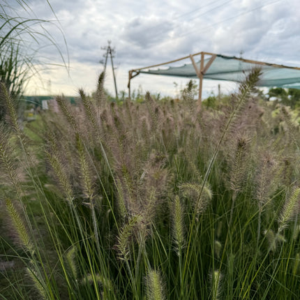 Rozplenica japońska ‘Hameln’ Pennisetum alopecuroides, trawa z puszystymi kłosami