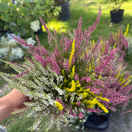 🌸 Wrzos 3-kolorowy