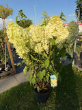 Hortensja bukietowa ‘Phantom’ XXL – LIMITOWANA C10 | ok. 165 cm