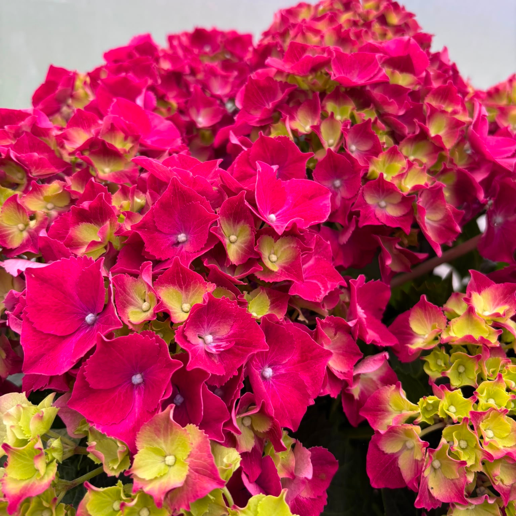 Hortensja HI FIRE RED Hydrangea macrophylla