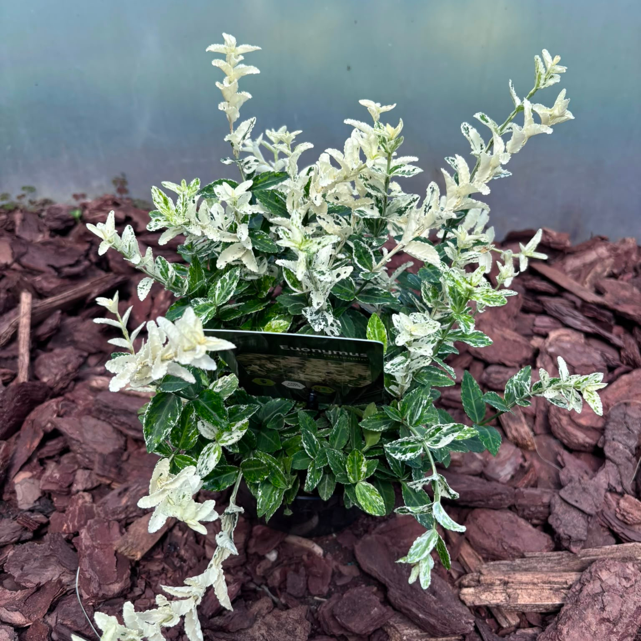 Trzmielina Fortune'a 'Harlequin' Euonymus fortunei 'Harlequin'