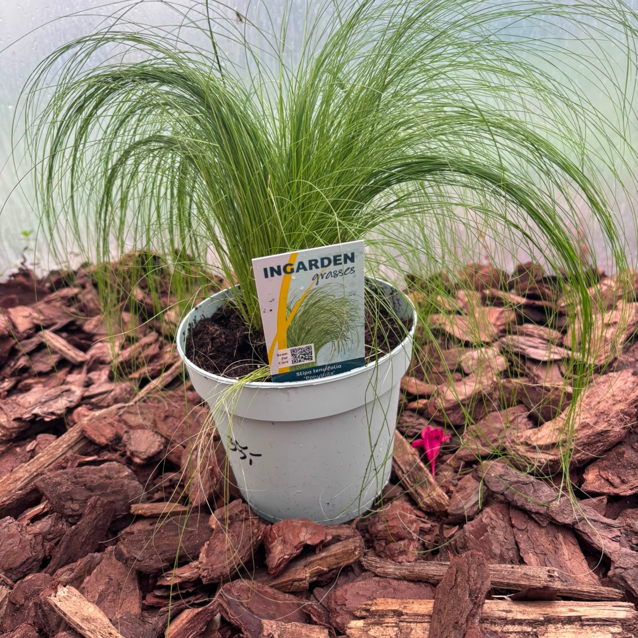 Trawa Ozdobna Pony Tails Stipa tenuifolia