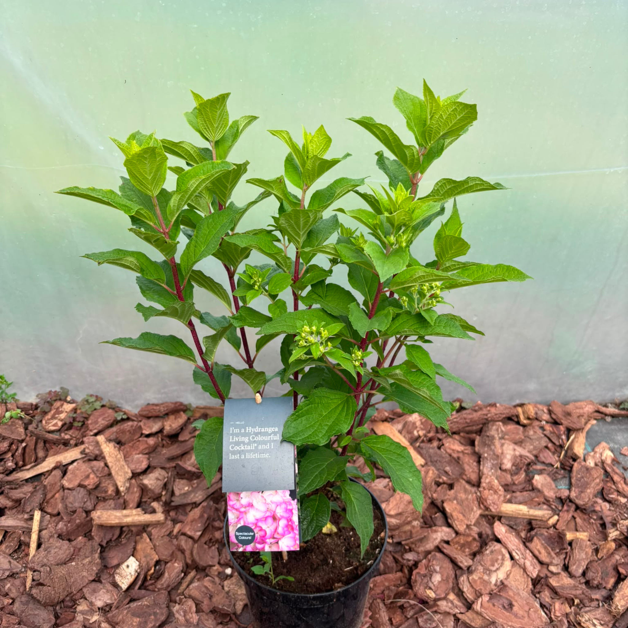 Hortensja bukietowa Living Colourful Cocktail® (Hydrangea paniculata)