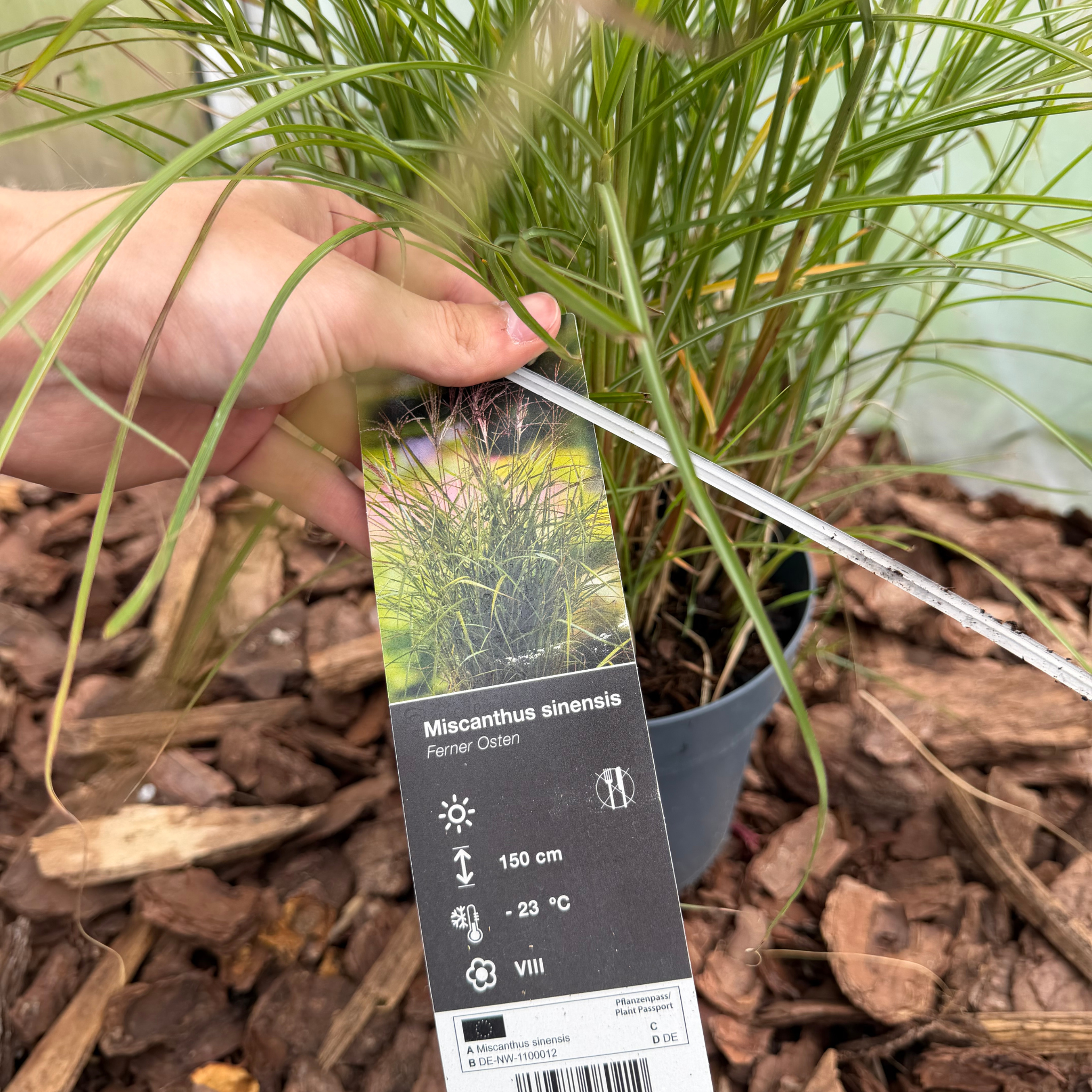 Miskant chiński 'Ferner Osten' (Miscanthus sinensis)