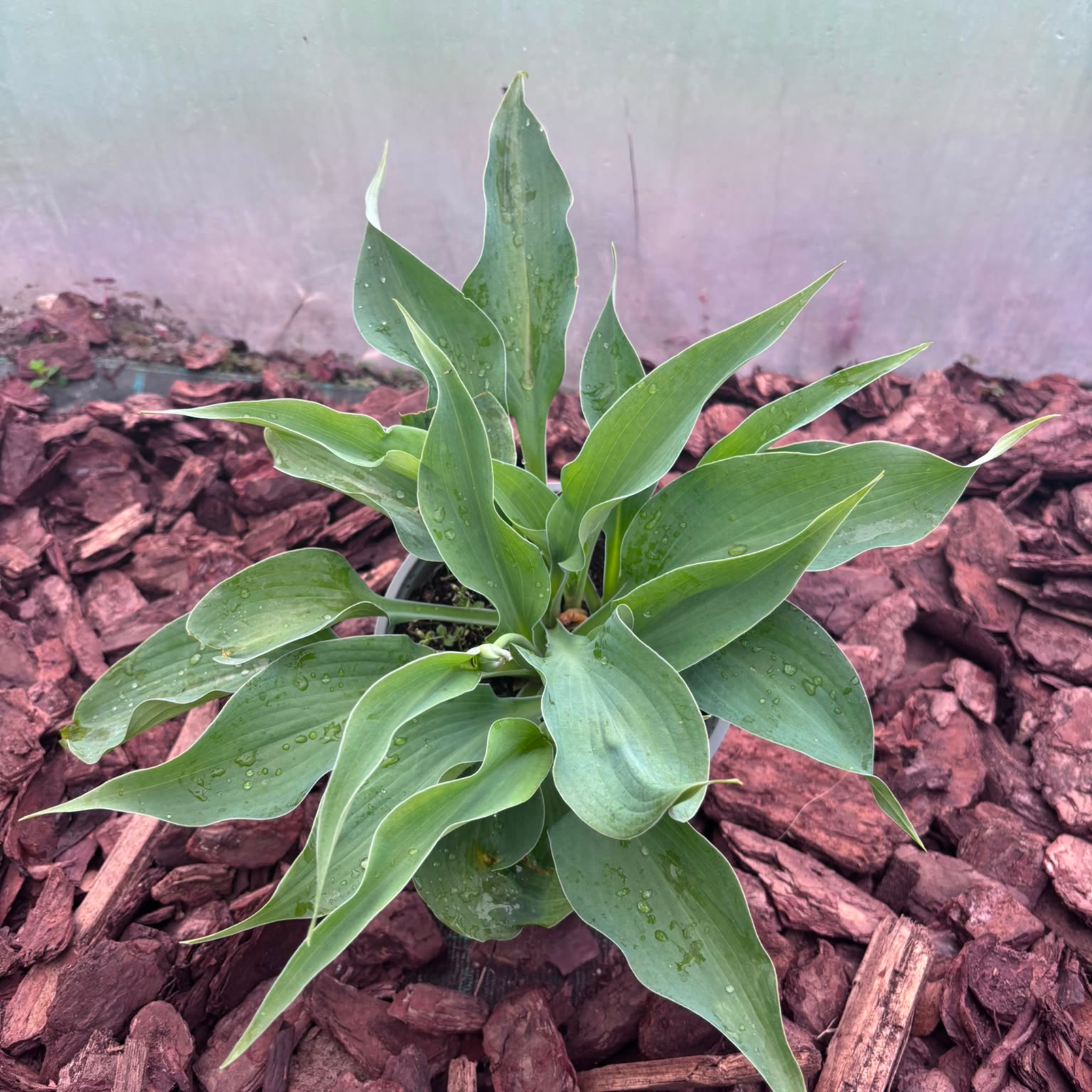 Funkia Blue Angel (Hosta Blue Angel)