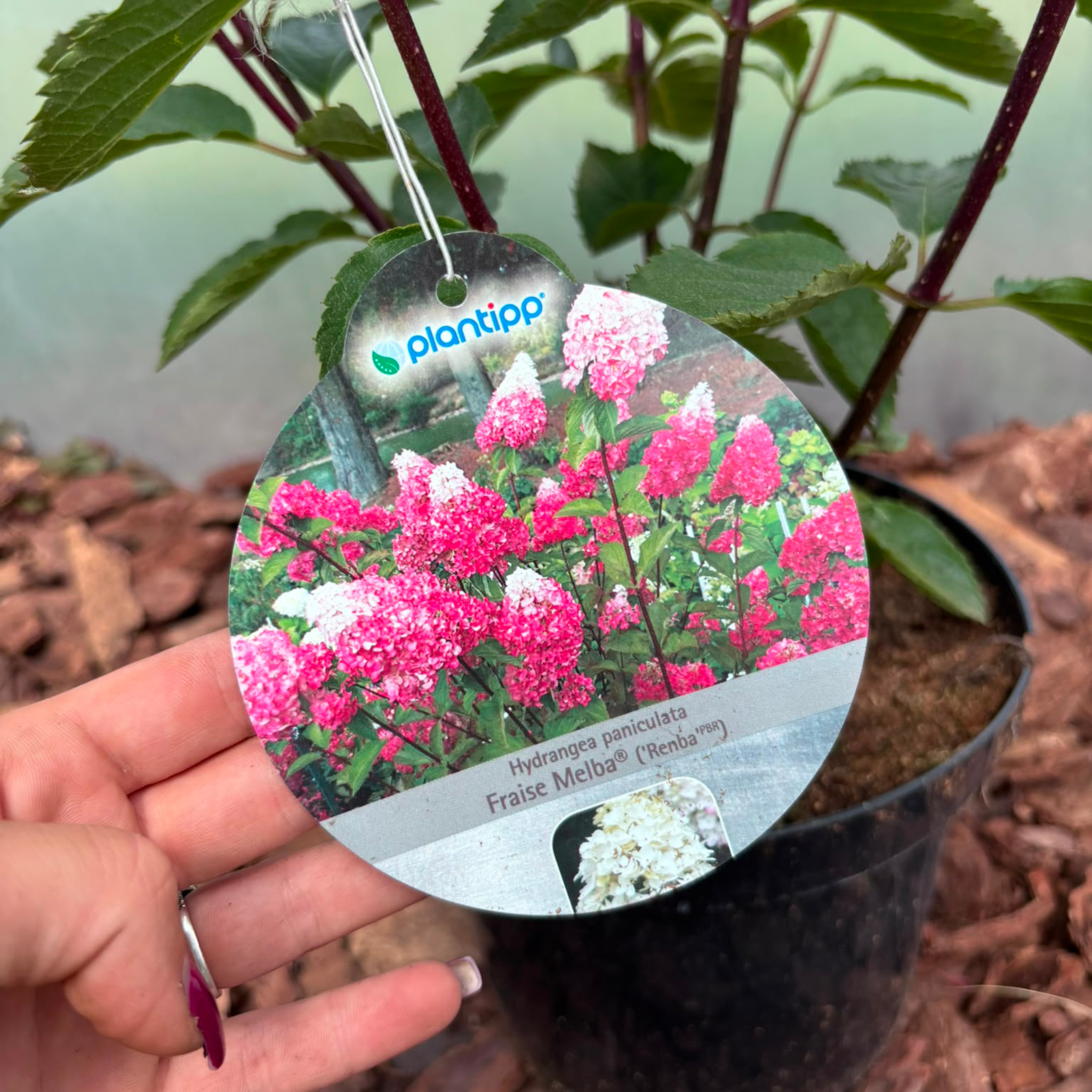 Hortensja bukietowa 'Fraise Melba' (Hydrangea paniculata)