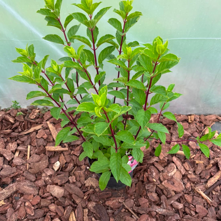 Hortensja bukietowa 'Vanille Fraise' (Hydrangea paniculata)