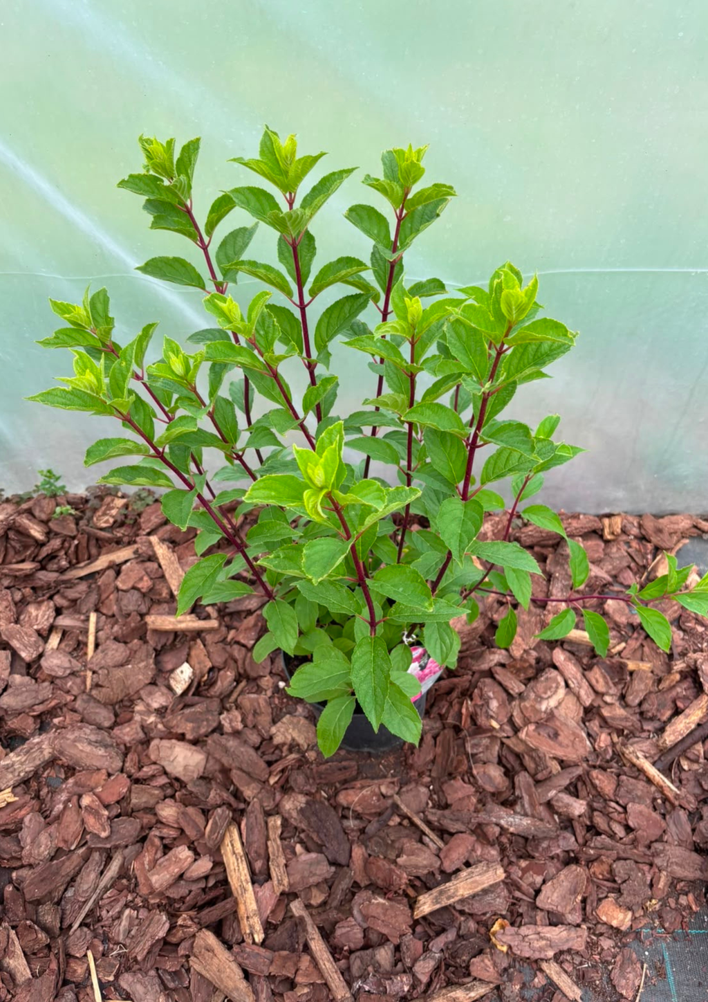 Hortensja bukietowa 'Vanille Fraise' (Hydrangea paniculata)