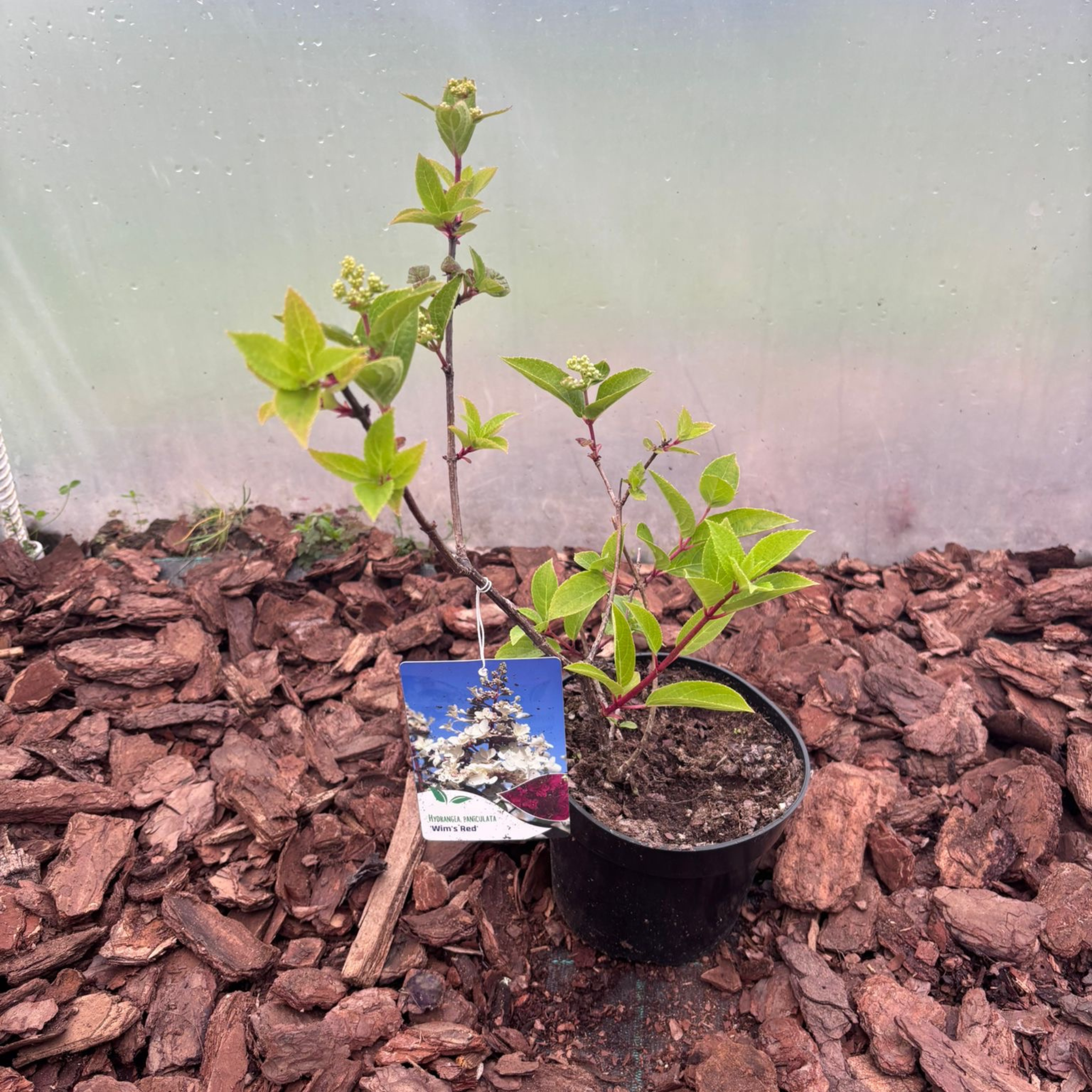 Hortensja Bukietowa Wim's Red® (Hydrangea paniculata)