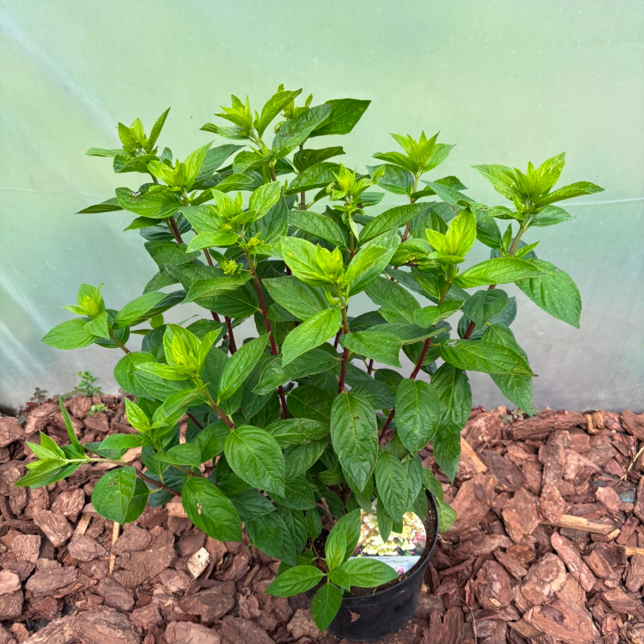Hortensja bukietowa 'Pastelgreen' (Hydrangea paniculata)