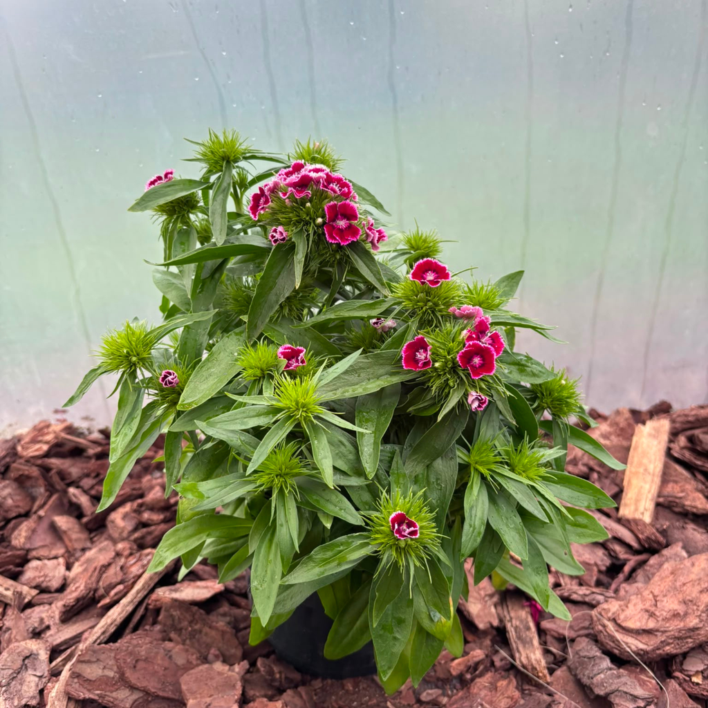 Goździk Brodaty Mix Kolorów Dianthus barbatus