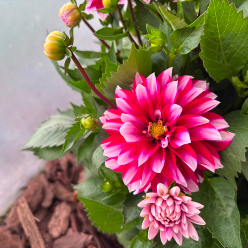 Dalia Karłowa Dahlia